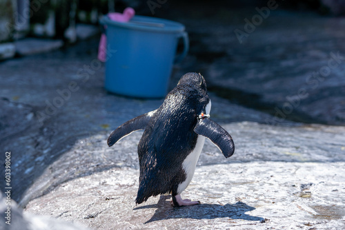 旭山動物園の動物 photo