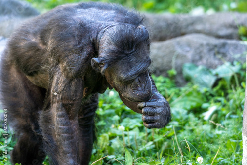 旭山動物園の動物 photo