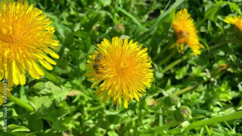 A bee sits on a dandelion and collects pollen on a sunny spring day A bee sits on a dandelion and collects pollen on a sunny spring day