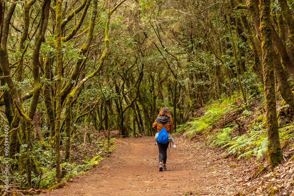 Woman trekking on the trail in the mossy tree forest of Garajonay National Park, La Gomera, Canary Islands. On the excursion to Las Creces Woman trekking on the trail in the mossy tree forest of Garajonay National Park, La Gomera, Canary Islands. On the excursion to Las Creces