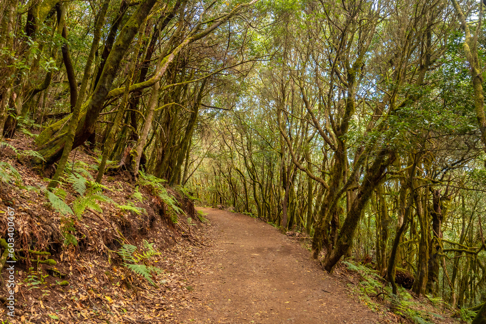 Path for a trekking in the Garajonay National Park, La Gomera, Canary Islands. The path in the forest of moss trees Path for a trekking in the Garajonay National Park, La Gomera, Canary Islands. The path in the forest of moss trees
