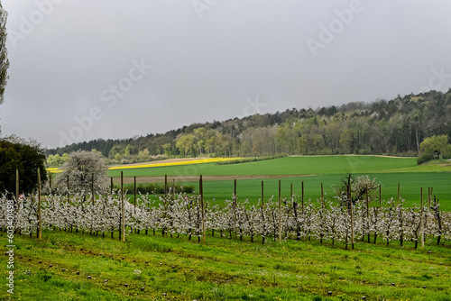 Metzerlen, Mariastein, Landwirtschaft, Felder, Obstbäume, Apfelblüte, Blütezeit, Wanderweg, Spazierweg, Kloster, Dorf, Obstbauer, Frühling, Nebel, Morgennebel, Schweiz photo