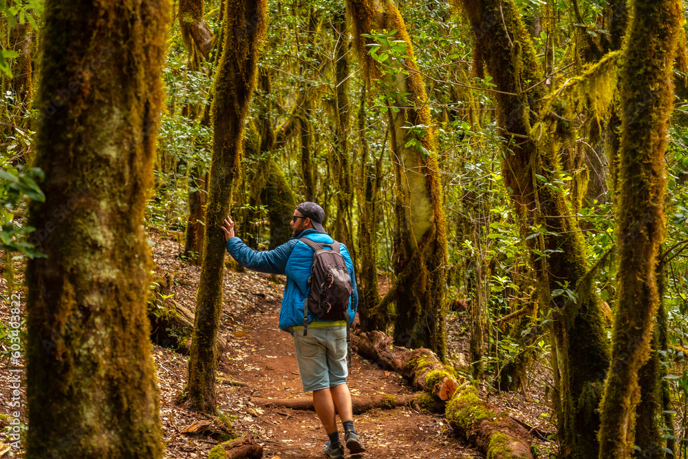 Man on a trekking in the Garajonay trail of the natural park of the forest in La Gomera, Canary Islands. Trees with moss, path of Raso de la Bruma and Risquillos de Corgo