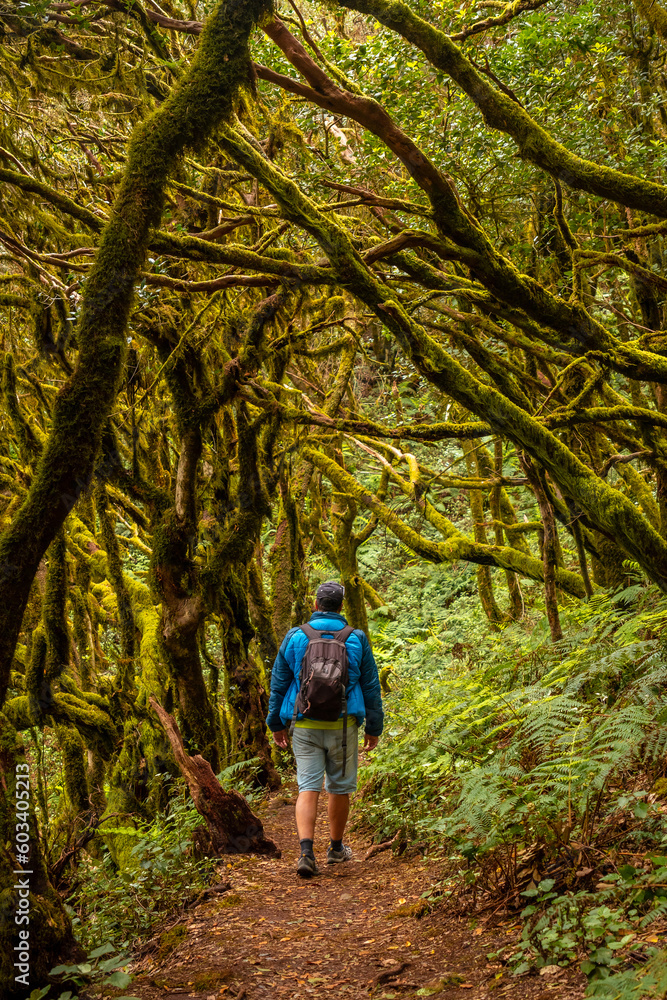 Obraz premium Man walking in the mossy trees of the humid forest of Garajonay in La Gomera, Canary Islands.