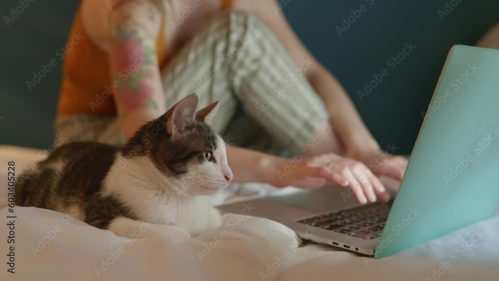 cat looking at laptop monitor and learning what his woman owner doing online. Pretty girl student educating university program via internet. Female business woman typing work message cat looking at laptop monitor and learning what his woman owner doing online. Pretty girl student educating university program via internet. Female business woman typing work message