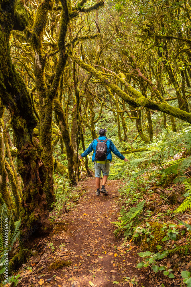 Man on a trekking walking in the mossy trees of the humid forest of Garajonay in La Gomera, Canary Islands.
