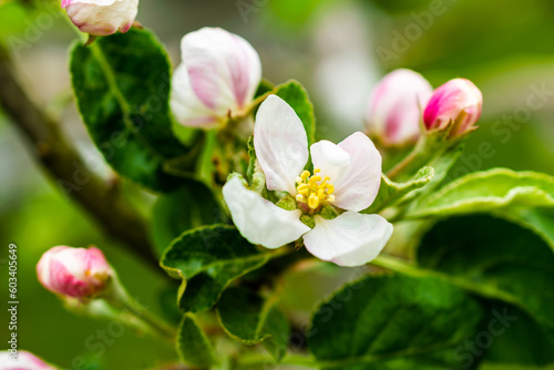 white apple blossoms with visible details against the blue sky background