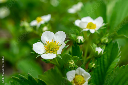 white strawberry flowers on a green background