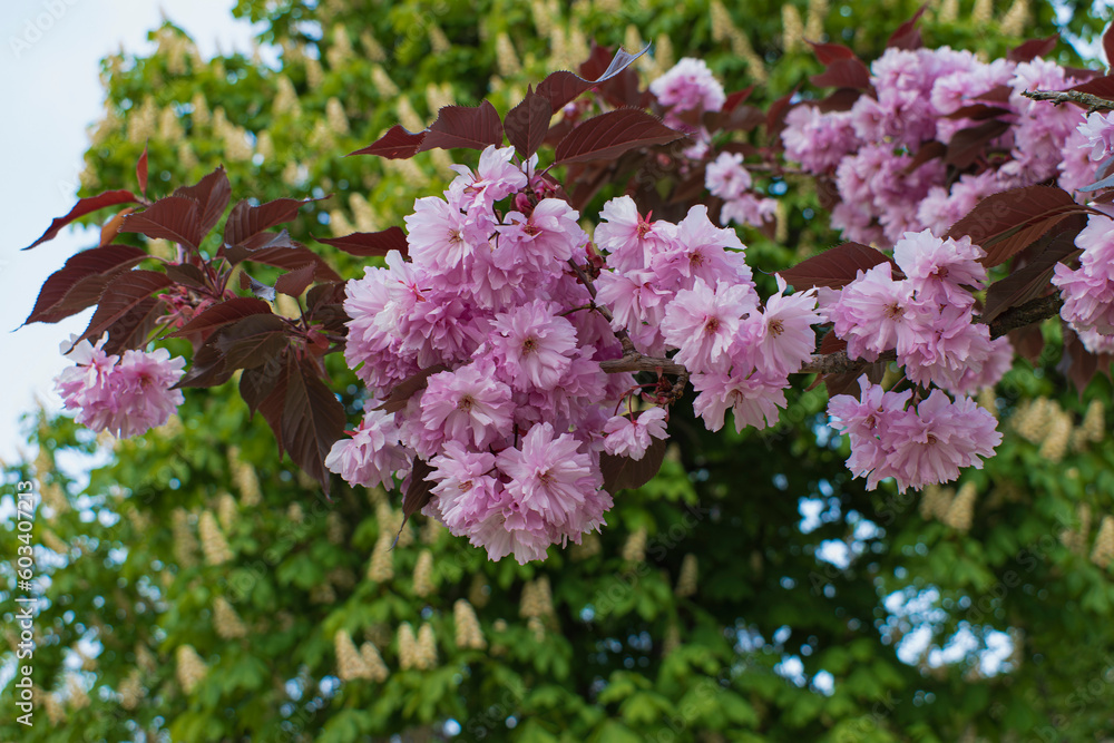 Flowers on a sakura branch