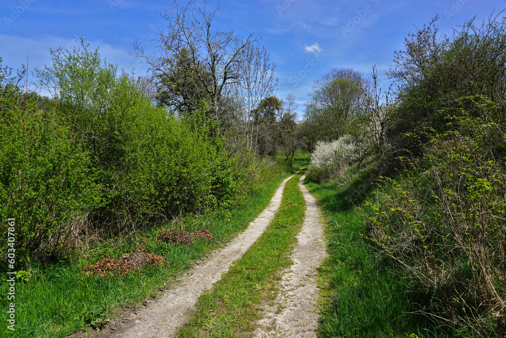 Hohlweg zwischen Sträuchern und Bäumen auf der Schwäbischen Alb