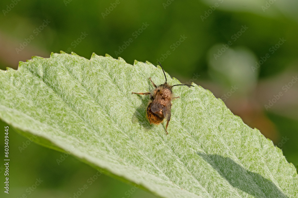 Common flower fly on green leaf Common flower fly on green leaf