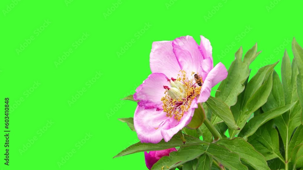 bees collect nectar on a peony flower slow motion green screen bees collect nectar on a peony flower slow motion green screen