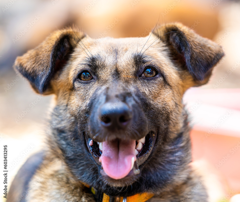 A cute dog smiling and looking straight at the camera A cute dog smiling and looking straight at the camera