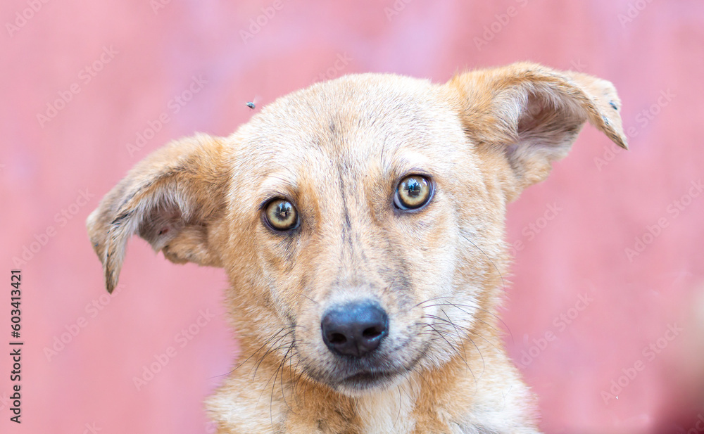 A portrait of a dog with yellow eyes, with its ears spreading and a fly over its head