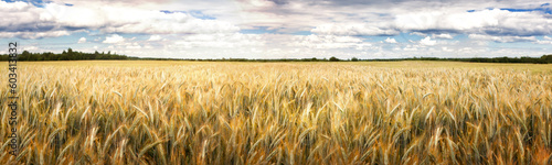 A field of ripening rye against a cloudy sky on a summer day. Rural landscape, rich harvest idea, harvest time concept. Focus in the distance.