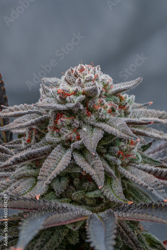Trichome Filled Cannabis Bud