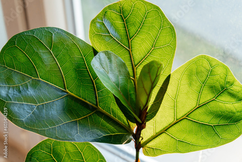Close up of leaves ficus lyrate or fiddle leaf in the pot at home. Indoor gardening. Hobby. Green house plants. Modern room decor, interior. Lifestyle, Still life with plants	