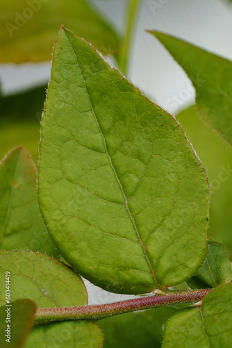 Macro Blueberry Leaf