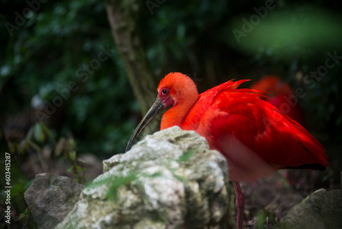 Portrait of scarlet ibis standing in a zoologic park photo