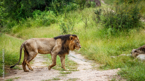 African lion male walkling to his prey in Kruger National park  South Africa   Specie Panthera leo family of Felidae