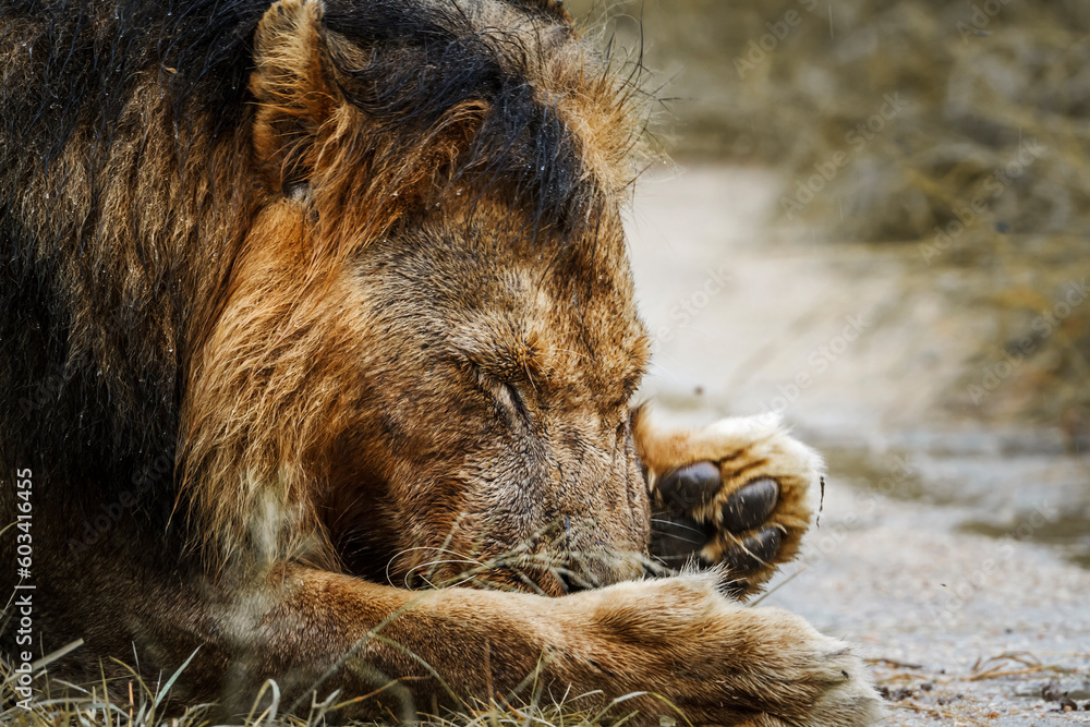 Fototapeta premium African lion male portrait grooming his paw in Kruger National park, South Africa ; Specie Panthera leo family of Felidae