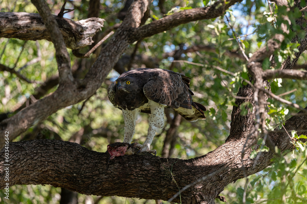 Aigle martial, Polemaetus bellicosus, Martial Eagle, Varan du Nil, Varanus niloticus Aigle martial, Polemaetus bellicosus, Martial Eagle, Varan du Nil, Varanus niloticus