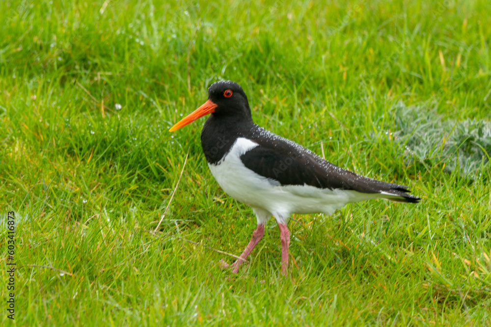 Huîtrier pie,.Haematopus ostralegus , Eurasian Oystercatcher Huîtrier pie,.Haematopus ostralegus , Eurasian Oystercatcher
