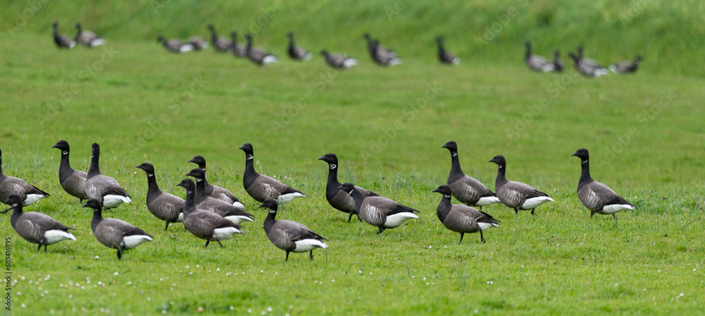 Bernache cravant,.Branta bernicla, Brant Goose Bernache cravant,.Branta bernicla, Brant Goose