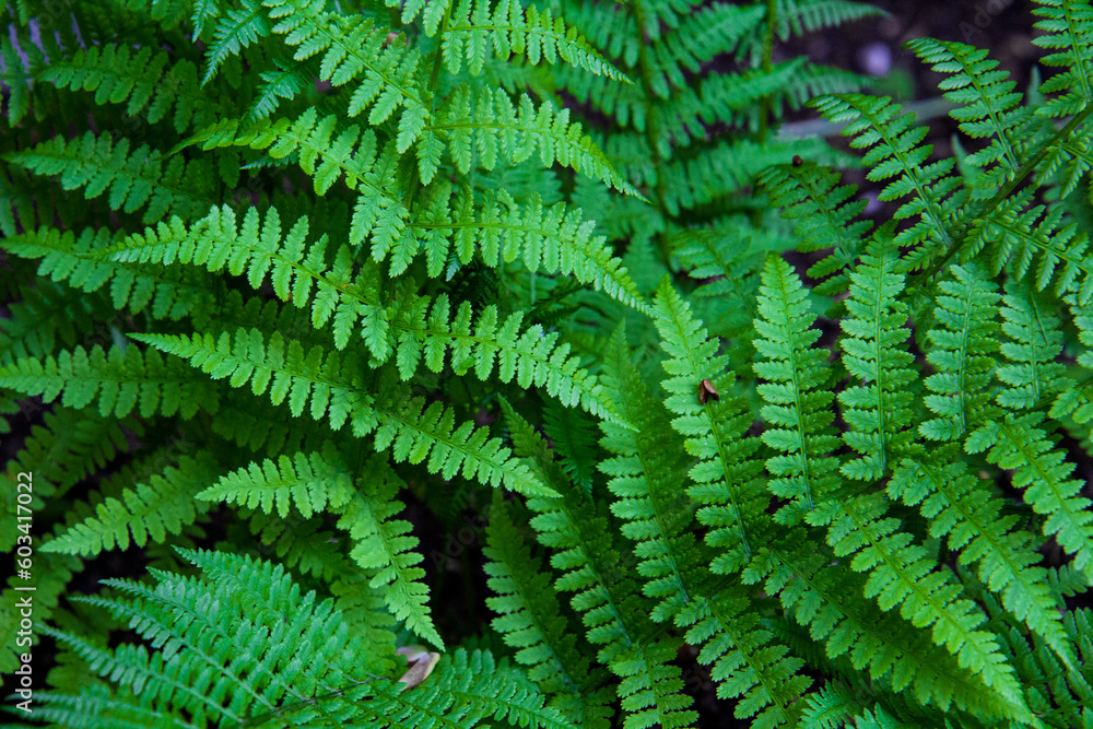Fern leaves on a dark background in the forest. Dark forest with ferns.