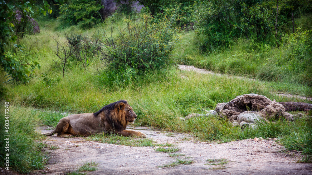 Fototapeta premium African lion male lying down watching his prey in Kruger National park, South Africa ; Specie Panthera leo family of Felidae