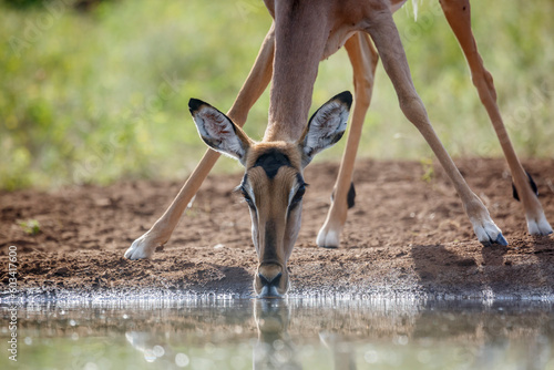 Common Impala portrait front view drinking  at waterhole in Kruger National park, South Africa ; Specie Aepyceros melampus family of Bovidae