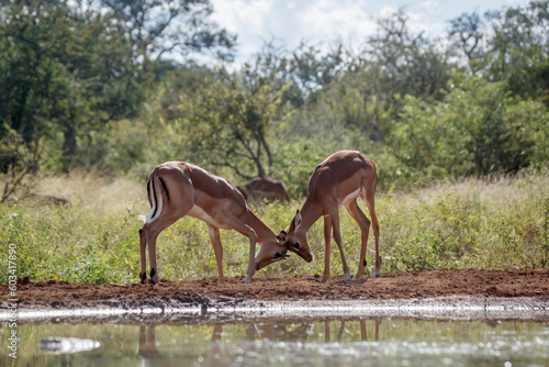 Two young Common Impala male dueling at waterhole in Kruger National park  South Africa   Specie Aepyceros melampus family of Bovidae