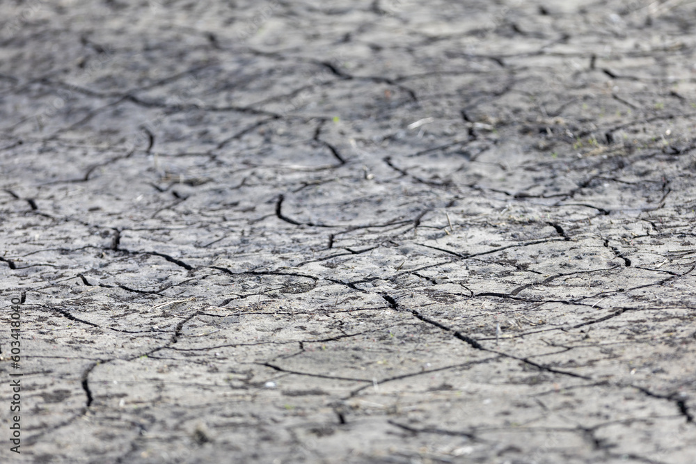 Obraz premium Dry, cracked earth. dry cracked soil texture and background on dry season