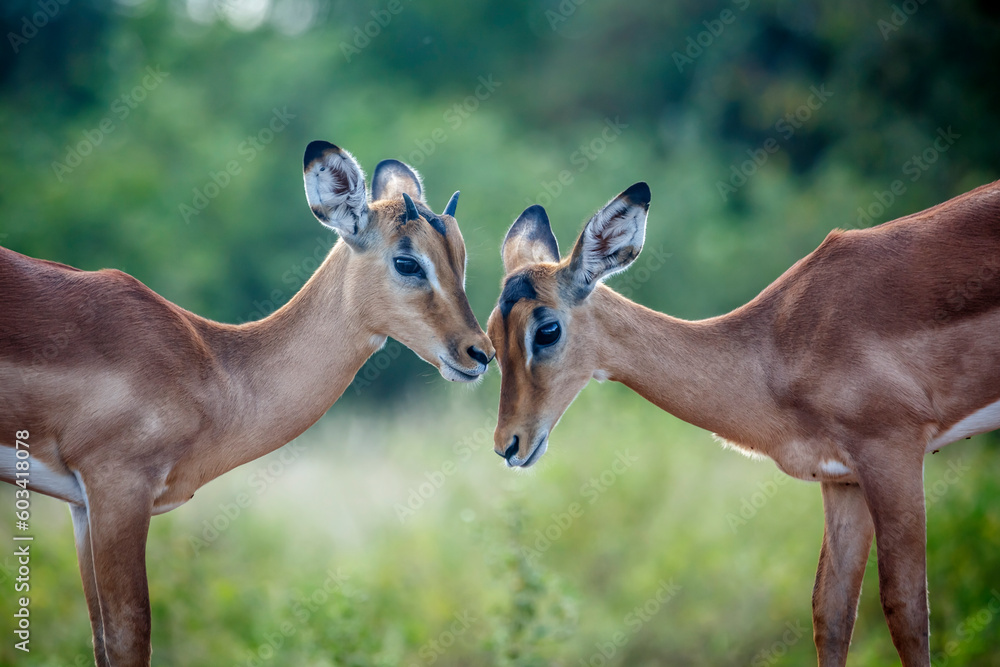 Two young Common Impala bonding in Kruger National park, South Africa ; Specie Aepyceros melampus family of Bovidae Two young Common Impala bonding in Kruger National park, South Africa ; Specie Aepyceros melampus family of Bovidae