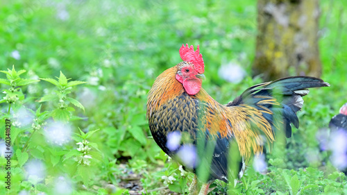 Red rooster in the grass of a farm.