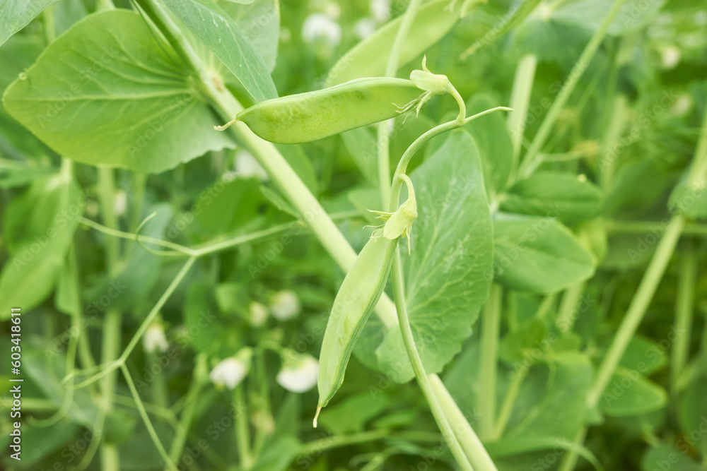 Young peas growing at an organic greenhouse farm, selective focus. Young peas growing at an organic greenhouse farm, selective focus.