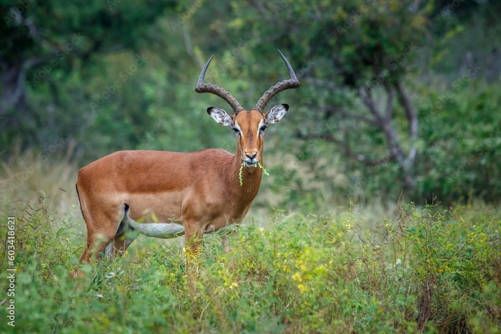 Common Impala horned male grazing in Kruger National park, South Africa ; Specie Aepyceros melampus family of Bovidae Common Impala horned male grazing in Kruger National park, South Africa ; Specie Aepyceros melampus family of Bovidae