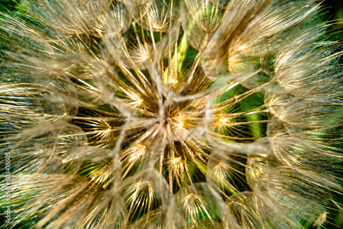 Beautiful wild growing flower seed dandelion on background meadow