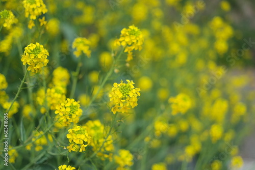 Yellow rape blossoms are blooming