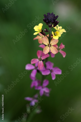 Macro of flowers