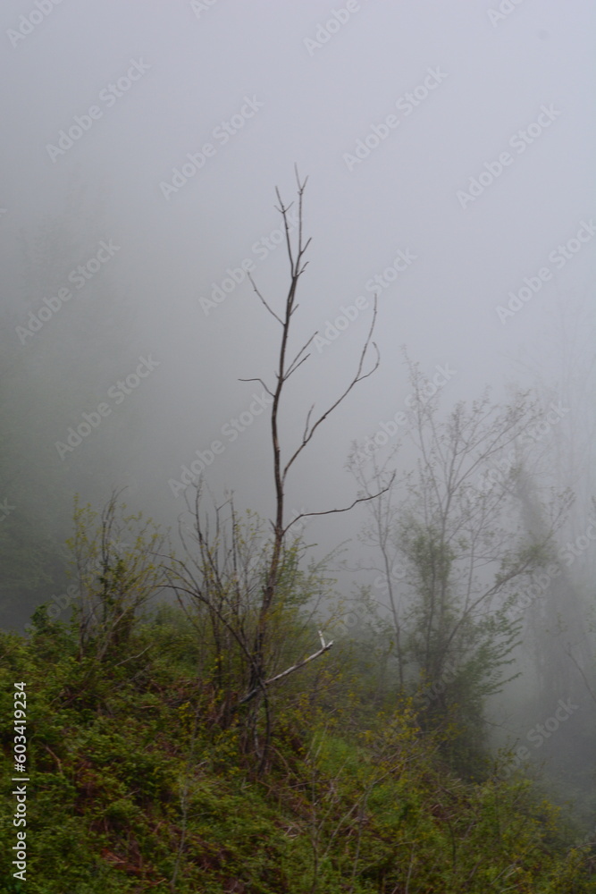 PAESAGGIO MONTANO CON NEBBIA,GIFFONI VALLE PIANA,SUD ITALIA,15 MAGGIO 2023. PAESAGGIO MONTANO CON NEBBIA,GIFFONI VALLE PIANA,SUD ITALIA,15 MAGGIO 2023.