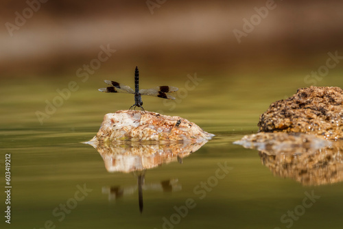 Dragonfly standing on a rock in middle of water in Kruger National park, South Africa
