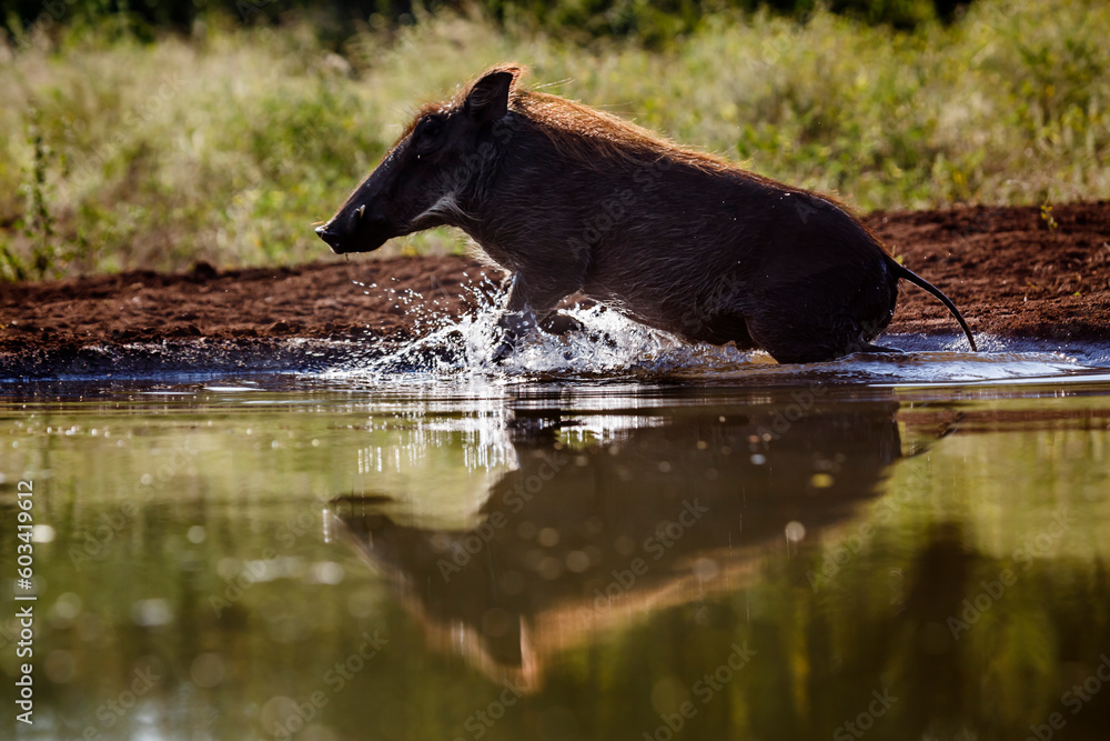 Common warthog running out of water in Kruger National park, South Africa ; Specie Phacochoerus africanus family of Suidae Common warthog running out of water in Kruger National park, South Africa ; Specie Phacochoerus africanus family of Suidae