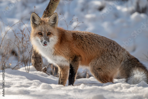 red fox vulpes