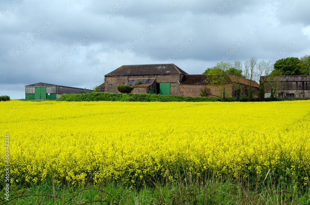 Rapeseed field on a spring day