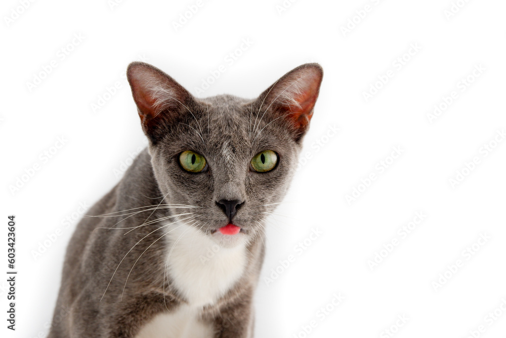 Portrait of cat on white background