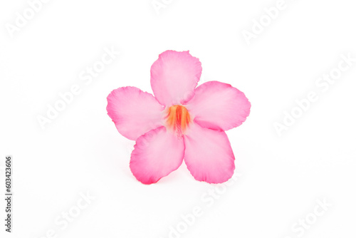 Tropical flower Pink Adenium. Desert rose on isolated white background