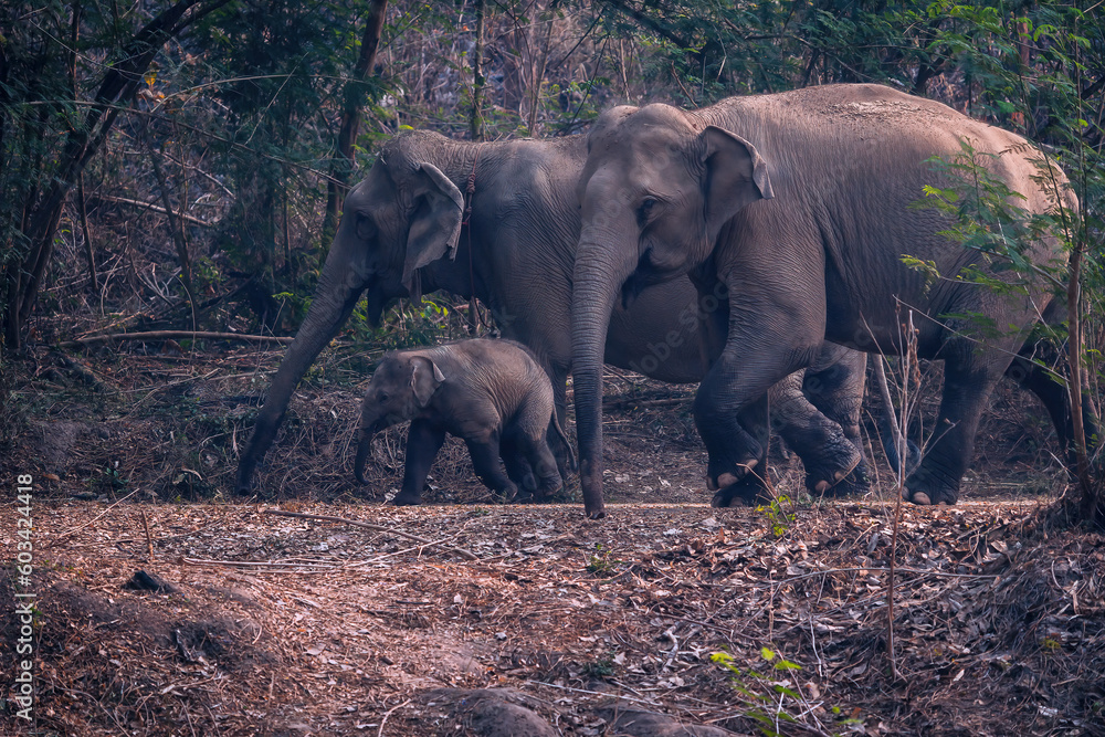Fototapeta premium A herd of wild elephants and baby elephants in the jungle. asia elephant mother and baby in forest of southeast asia
