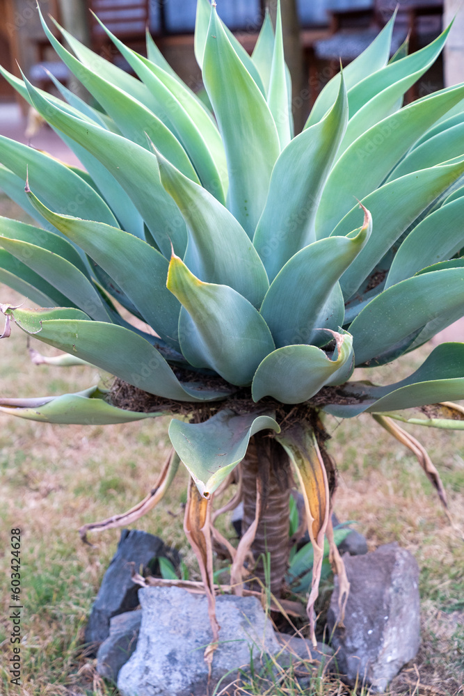 Obraz premium Beautiful foxtail agave plant, growing in a garden