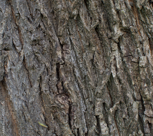 Details of the bark of acer campestre